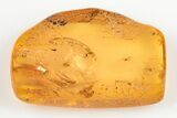 Five Detailed Fossil Flies (Chironomidae) In Baltic Amber #200093-3